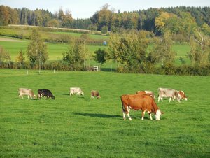 Soll Milchvieh entwurmt werden, kann dies aufgrund der einzuhaltenden Absetzfristen oftmals nur während der Galtphase geschehen. (Bild Astrid Lussi, BBZN Hohenrain)