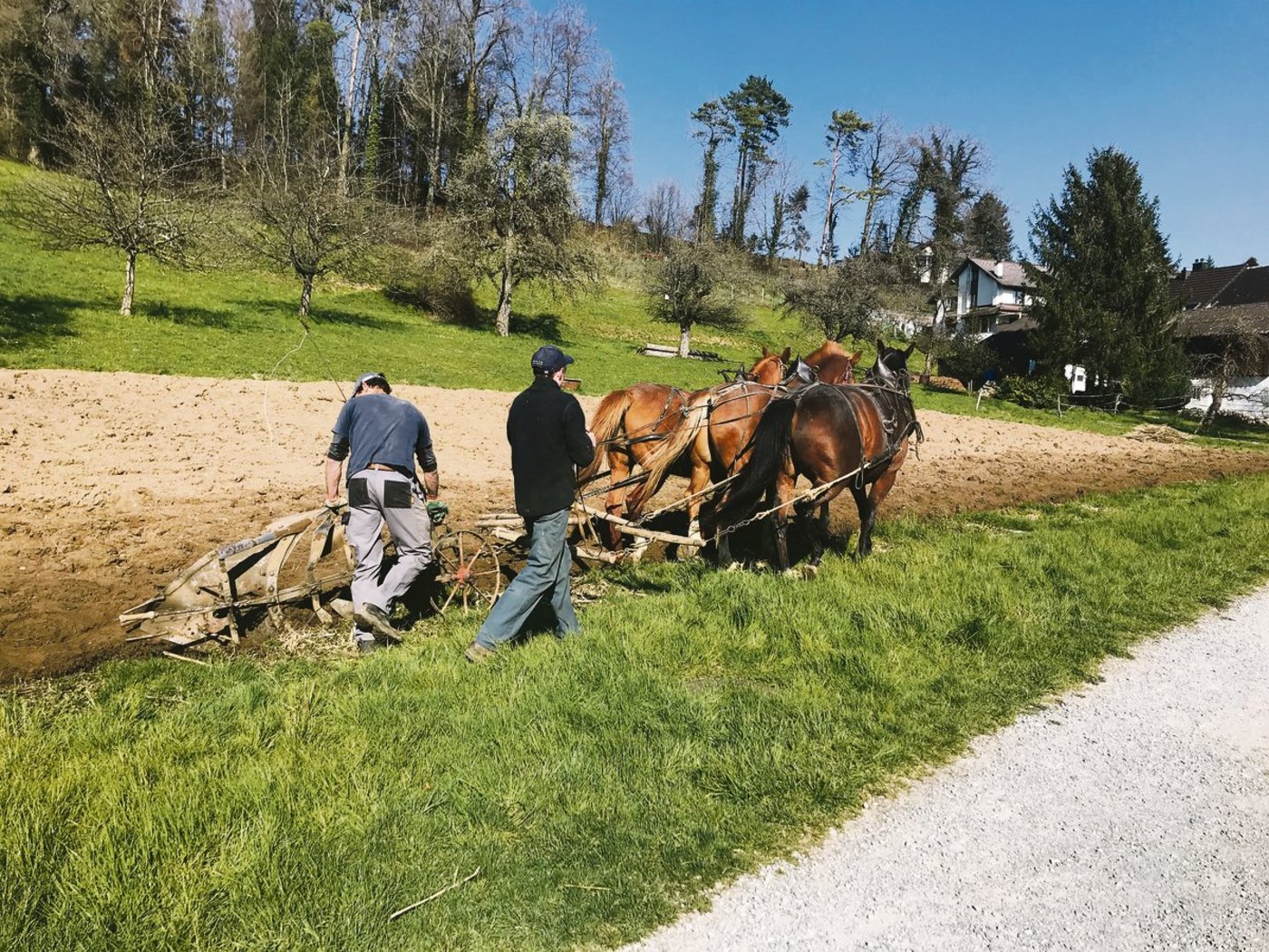 Auf dem Hof Müselacher werden die Pferde für vielerlei Arbeiten eingesetzt, meistens im Einer- oder Zweiergespann. Das anstrengende Pflügen ist der einzige Einsatz mit drei Pferden gleichzeitig.(Bilder Alexandra Stückelberger)
