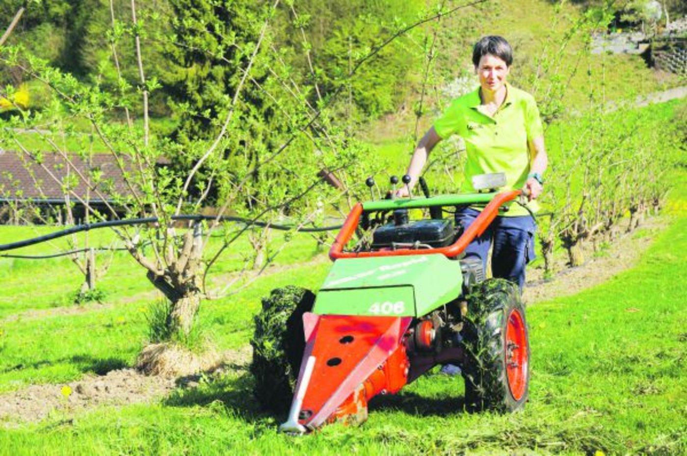 In ihrem Element: Franziska Schärer mäht die Holunder-Plantage. Die Dauerkultur ist ihr Lieblingsbetriebszweig. Auf einer Hektare stehen 530 Bäume. (Bild Deborah Rentsch)