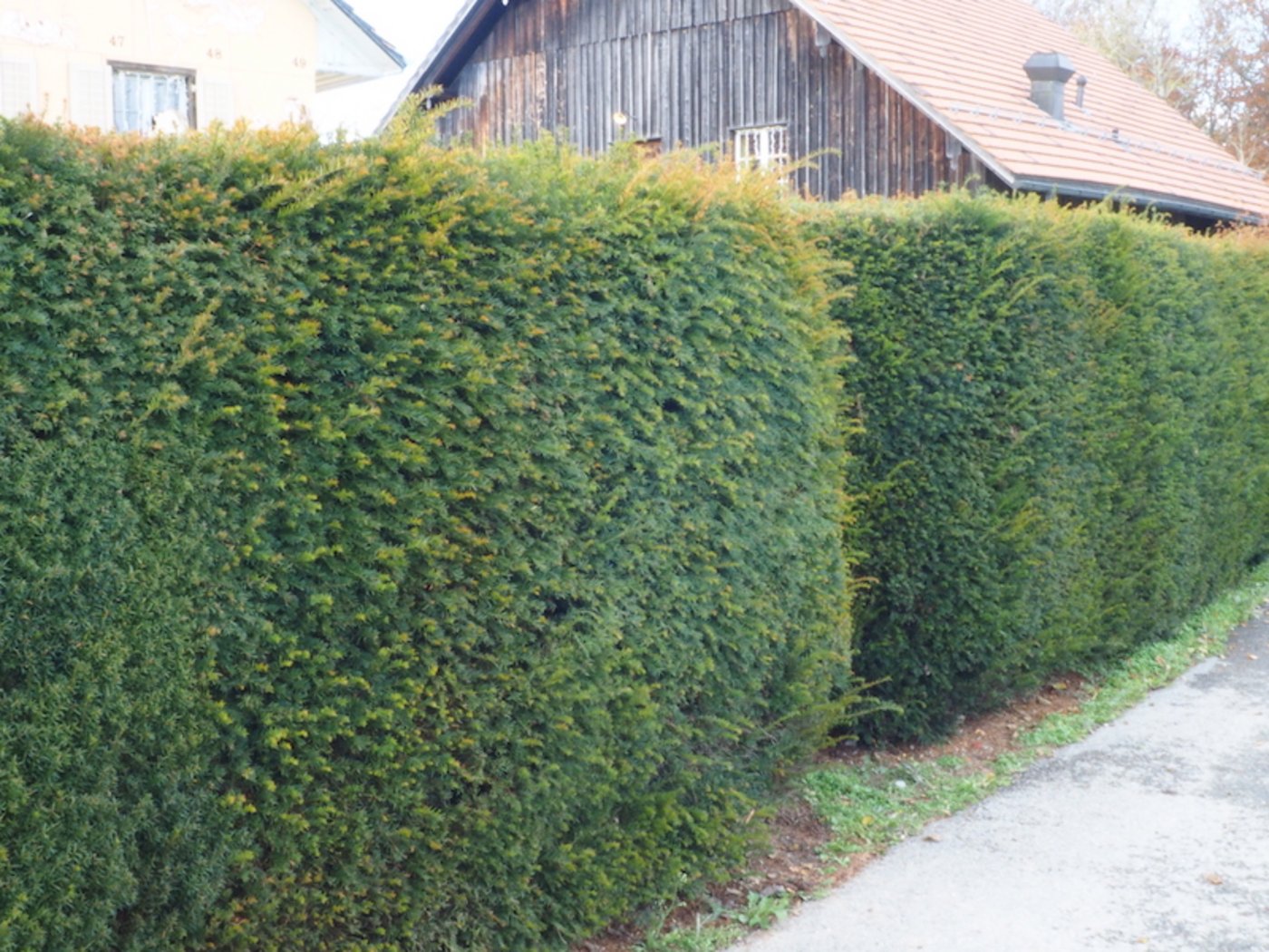 Als immergrüne Alternative zu absterbendem Thuja bietet sich eine Eiben-Hecke an.