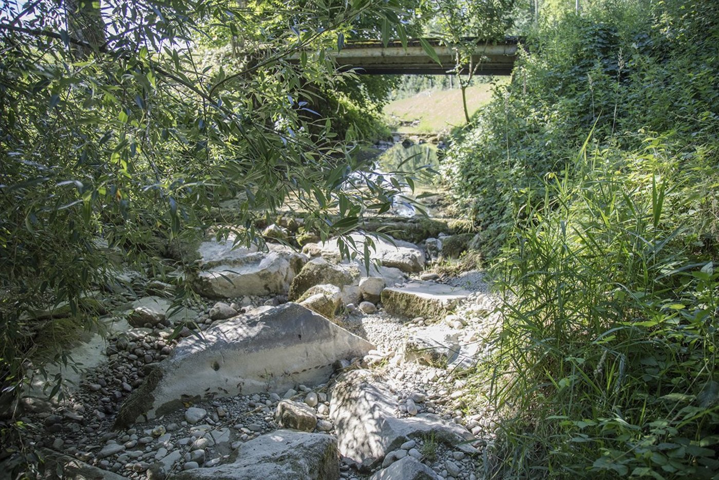 Der Furtbach bei Bussnang ist weitgehend trocken, weshalb der Fischbestand abgefischt worden ist. (Bild zVg)