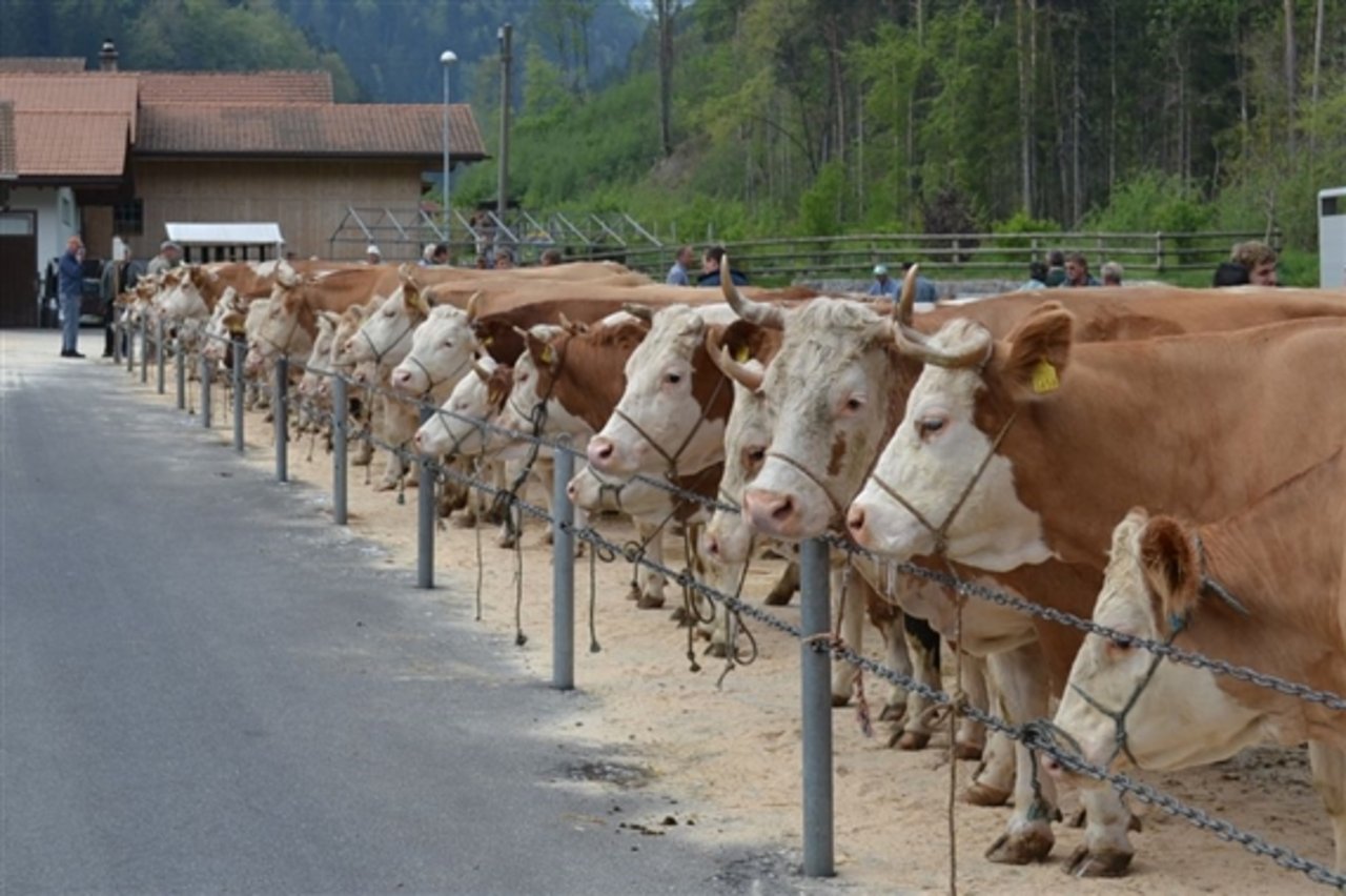 Die nächsten vier Wochen sollen keine Kühe an die Fleischverarbeiter geliefert werden. (Bild BauZ)