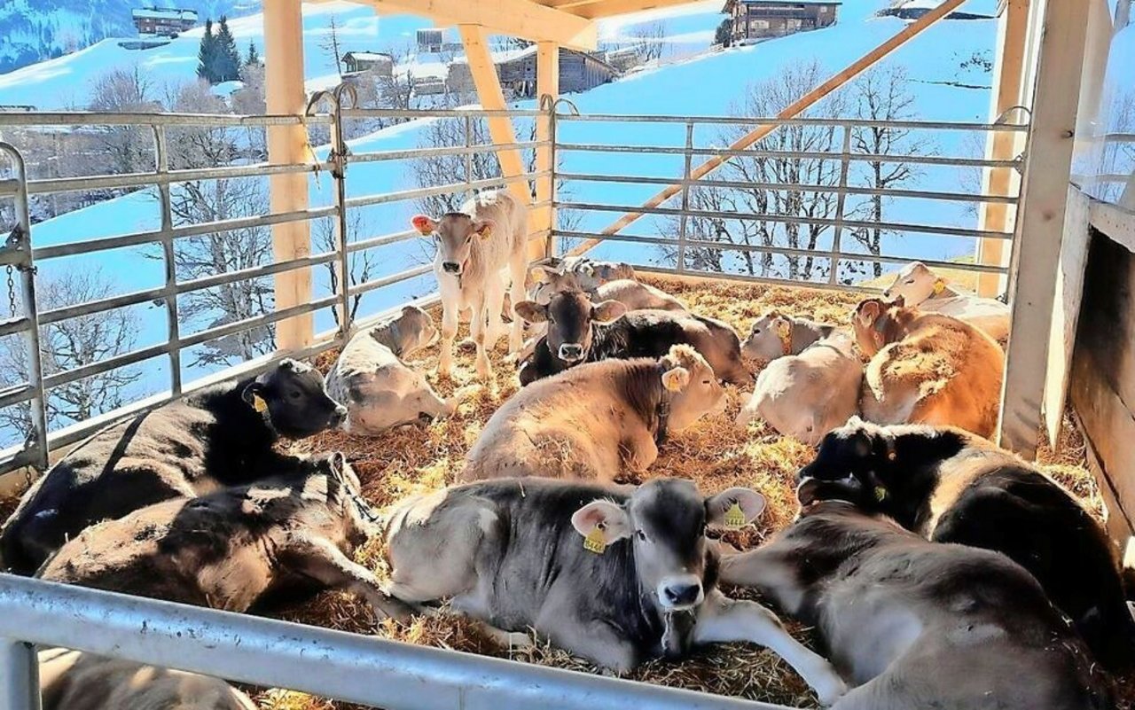 Auch bei Schnee können die Masttiere dank des überdachten und eingestreuten Auslaufs draussen an der frischen Luft liegen. 