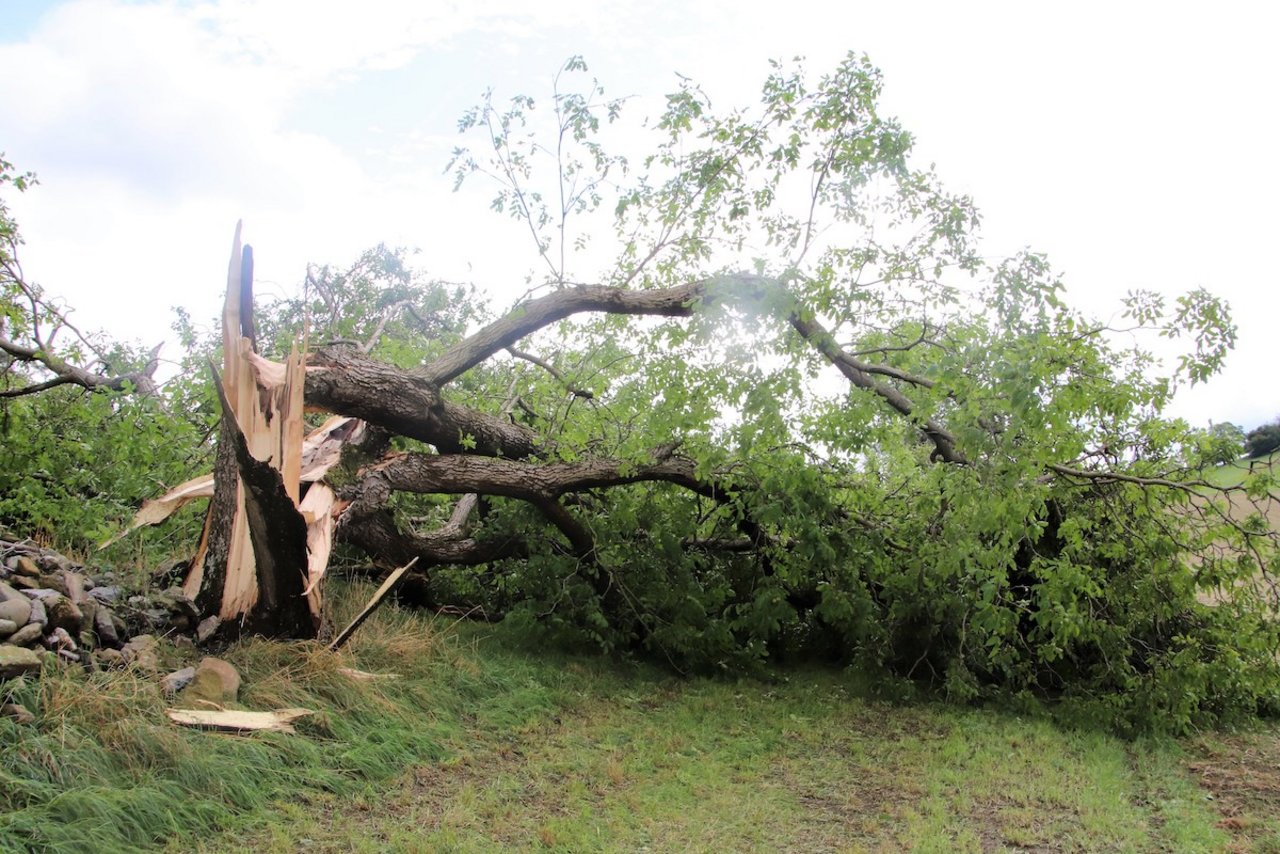 Wiederum sind auch Feldbäume wie dieser stattliche Nussbaum in Ossingen vom Gewittersturm umgeworfen worden.