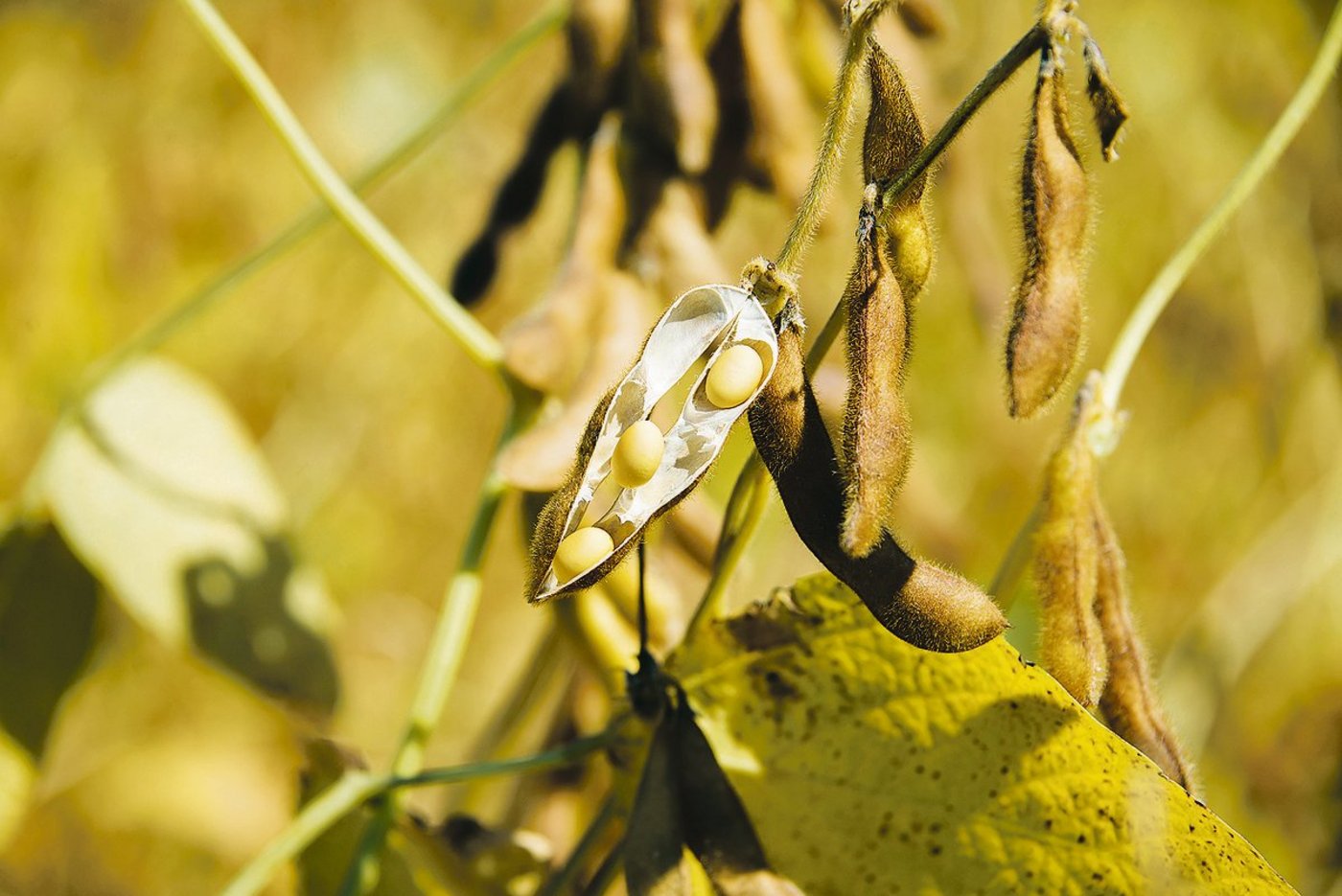 Für Biosoja kommt man unabhängig davon, ob man eine Speise- oder Futtersorte anbaut, auf denselben Erlös pro Hektare.(Bild BauZ)