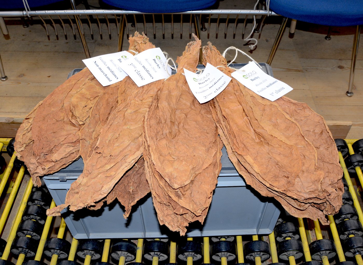 (V. r. n. l.): Tabak der 1.-3. Klasse und Blätter, die wegen Makeln nicht handelsfähig sind.