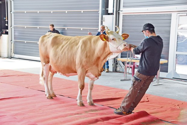 Grosses Seilziehen um die Thuner Auktion Die schöne reine Simmentalerkuh Leon Luisa von Hansueli Lanz aus Wasen im Emmental konnte an der letzten Nutz- und Zuchtviehversteigerung in Thun für 3850 Franken verkauft werden. (Bild Peter Fankhauser)