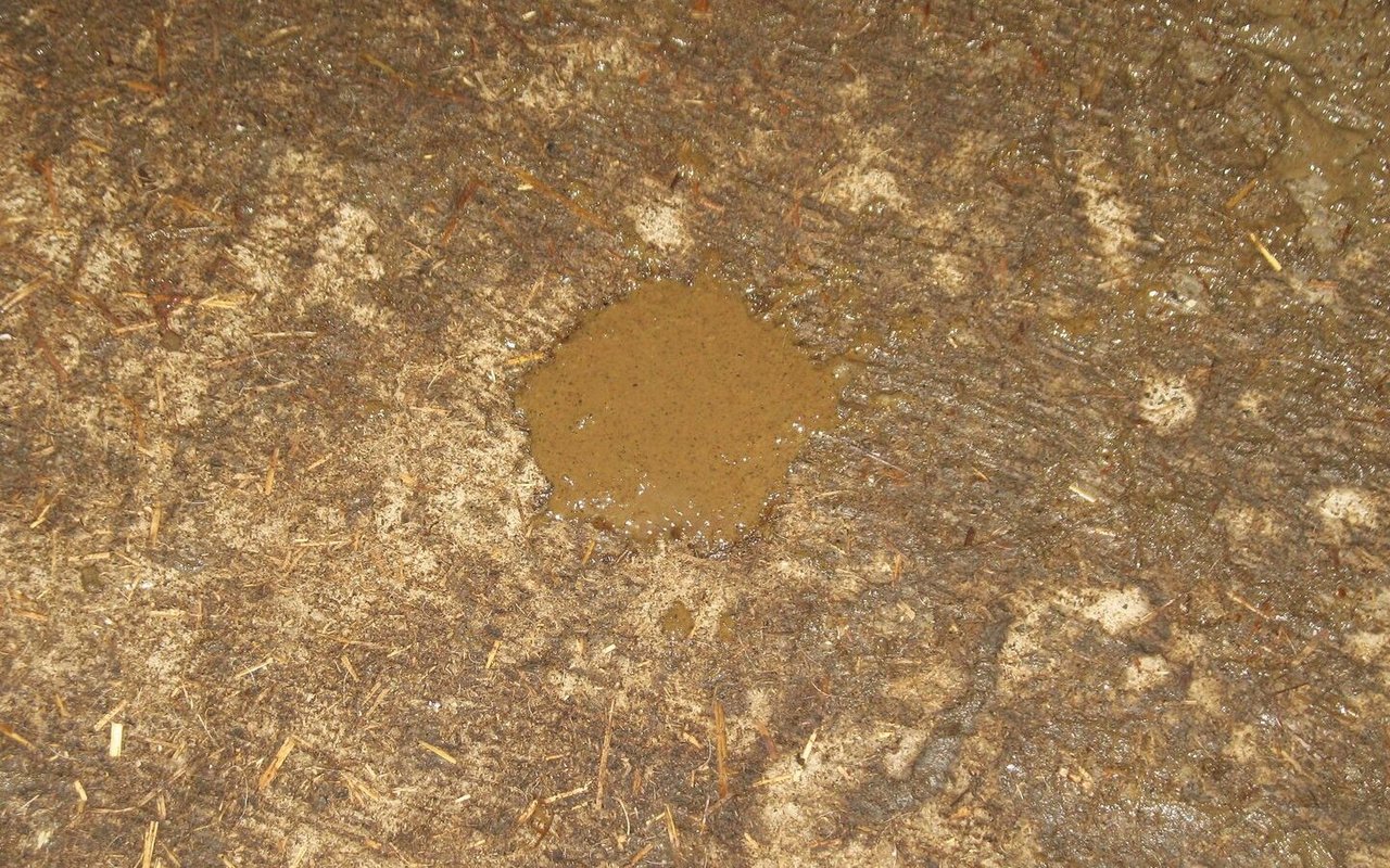 Auf dem Boden ist ein Fleck breiigen Kots zu sehen.