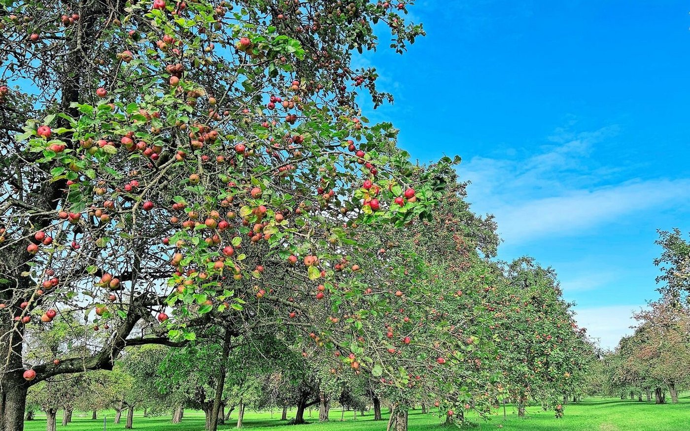Das Obstgarten-Paradies in der Qualitätsstufe II ist eine Augenweide. Auch der Genuss kommt nicht zu kurz – weder beim Apfel- noch beim Süssmost- Degustieren. Die Bäume sind zum Teil über 100 Jahre alt.