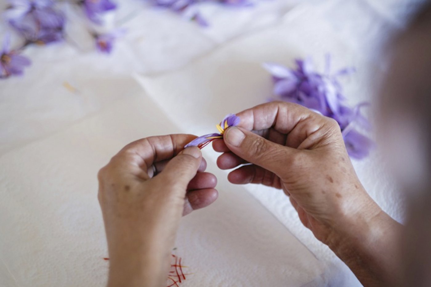 Die Safranfäden werden von Hand von den Blüten gezupft. (Bild: zVg)