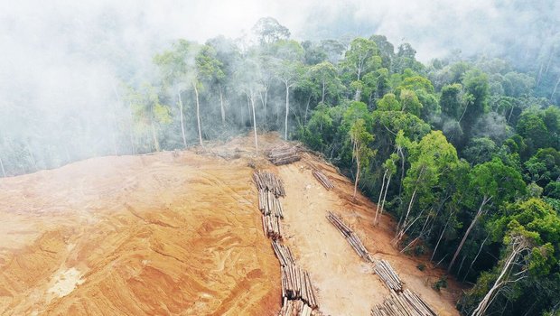 Weltweit schreitet die Abholzung voran. Die EU möchte den Import von Produkten aus entwaldeten Flächen regulieren. Schweizer Unternehmen müssen bei der Umsetzung mitziehen. 