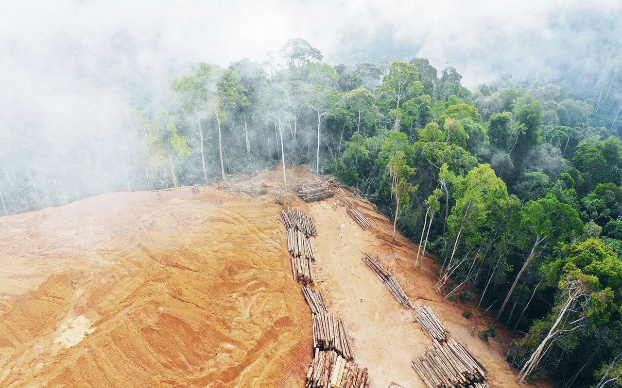 Weltweit schreitet die Abholzung voran. Die EU möchte den Import von Produkten aus entwaldeten Flächen regulieren. Schweizer Unternehmen müssen bei der Umsetzung mitziehen. 