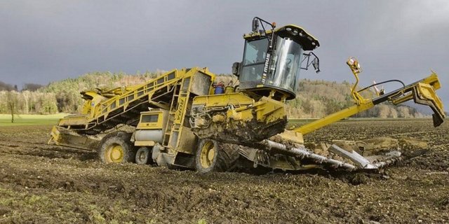 Die Verladebedingungen der Zuckerrüben passen nicht allen. (Bild Rübenring-Genossenschaft)