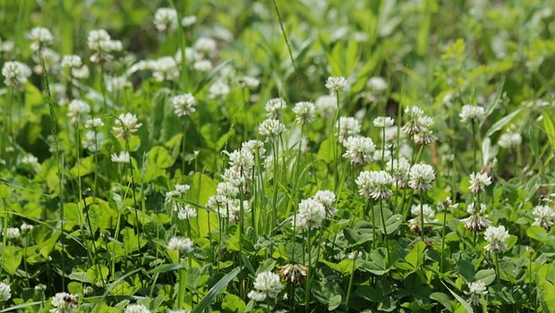 Studie: Biodiversität lohnt sich finanziell auf intensiven Flächen Mit mehr Biodiversität lässt sich nicht nur über Beiträge mehr Geld verdienen. (Symbolbild Pixabay)