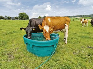 Mobile Tränken bieten eine gute Möglichkeit, die Wasserzufuhr auf der Weide zu gewährleisten, ohne dass eine Stelle um die Tränke zu stark verschmutzt wird. (Bild Raphael Albisser, BBZN)