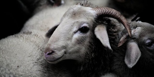 Die Stiftung will die genetische und kulturhistorische Vielfalt von seltenen Nutztierrassen – hier das Bündner Oberländer Schaf – bewahren.