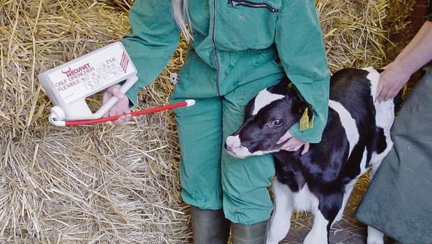 Trinkt ein Kalb überhaupt nicht, kann das Kolostrum auch mittels einer Sonde zugeführt werden. Sinnvoll dafür sind Soft-Drencher mit weichem Gummischlauch.