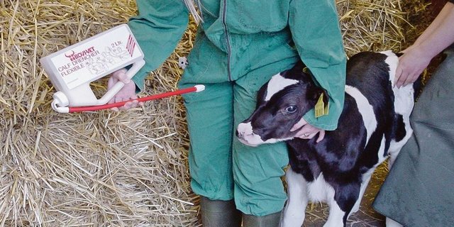 Trinkt ein Kalb überhaupt nicht, kann das Kolostrum auch mittels einer Sonde zugeführt werden. Sinnvoll dafür sind Soft-Drencher mit weichem Gummischlauch.