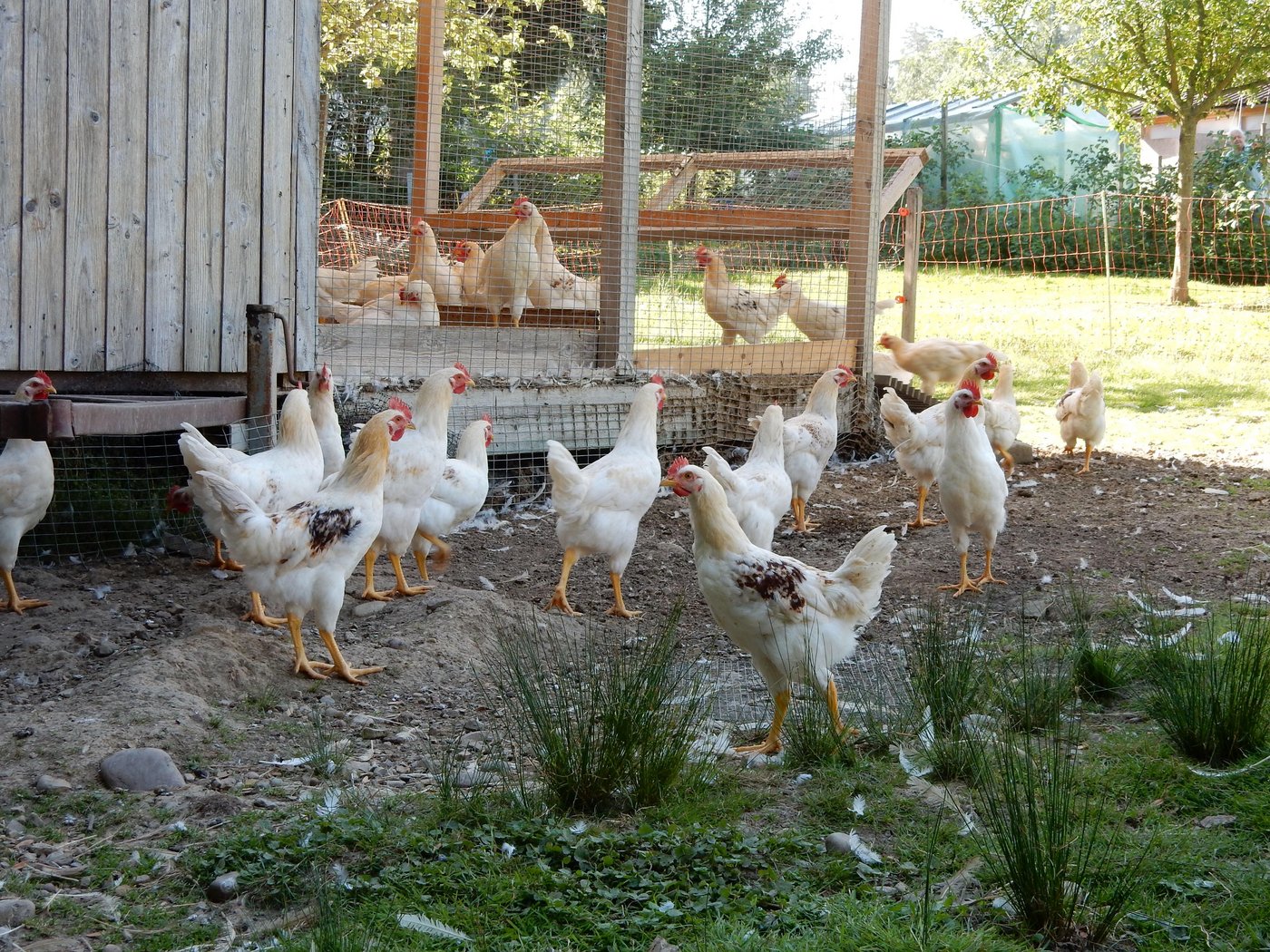 Die Mast von Bruderhähnen – hier ein Bild vom Projekt "Henne und Hahn" der Firma Hosberg – ist zwar ethisch gesehen eine gute Sache, wirtschaftlich aber unattraktiv, weil die Hähne als "Legehuhn-Typ" langsamer Fleisch ansetzen. (Bild KAG Freiland)