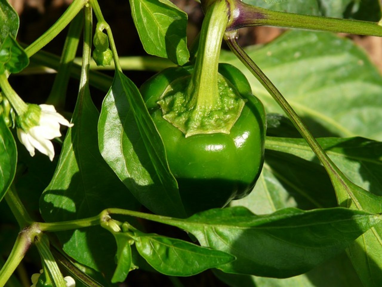 Im Antrag der Syngenta geht es um eine Anmeldung für neue Paprikapflanzen und -früchte mit einem verbesserten Nährstoffgehalt. (Bild pixabay)