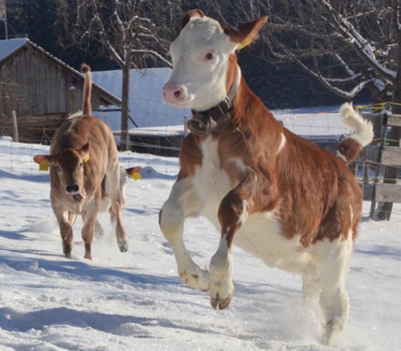 Fideles Kalb auf der Weide: Neben dem Tierwohl will Elsa mit dem neuen Programm auch die übrigen Nachhaltigkeitsaspekte berücksichtigen. (Bild Aline Küenzi)