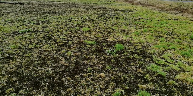 In den trockenen, torfigen Böden fühlen sich die Mäuse wohl. Sie fressen das junge Gras mitsamt Wurzel und verursachen dadurch verheerende Schäden.(Bild Sandra Honegger)