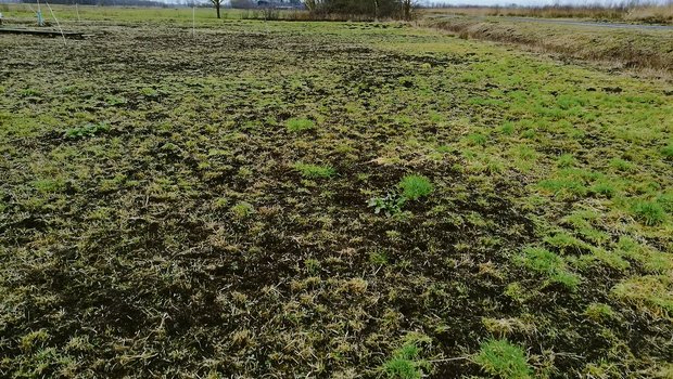 In den trockenen, torfigen Böden fühlen sich die Mäuse wohl. Sie fressen das junge Gras mitsamt Wurzel und verursachen dadurch verheerende Schäden.(Bild Sandra Honegger)