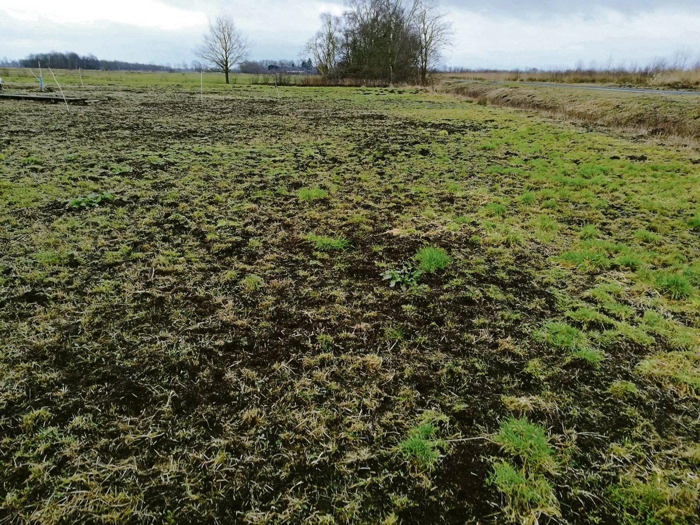 In den trockenen, torfigen Böden fühlen sich die Mäuse wohl. Sie fressen das junge Gras mitsamt Wurzel und verursachen dadurch verheerende Schäden.(Bild Sandra Honegger)
