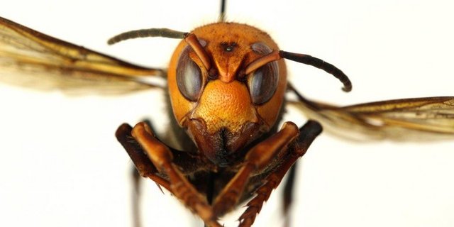 Die grösste Hornisse der Welt lebt in weiten Teilen Asiens und ist ein effektiver Honigbienen-Vernichter. (Bild Landwirtschaftsamt des Staates Washington)