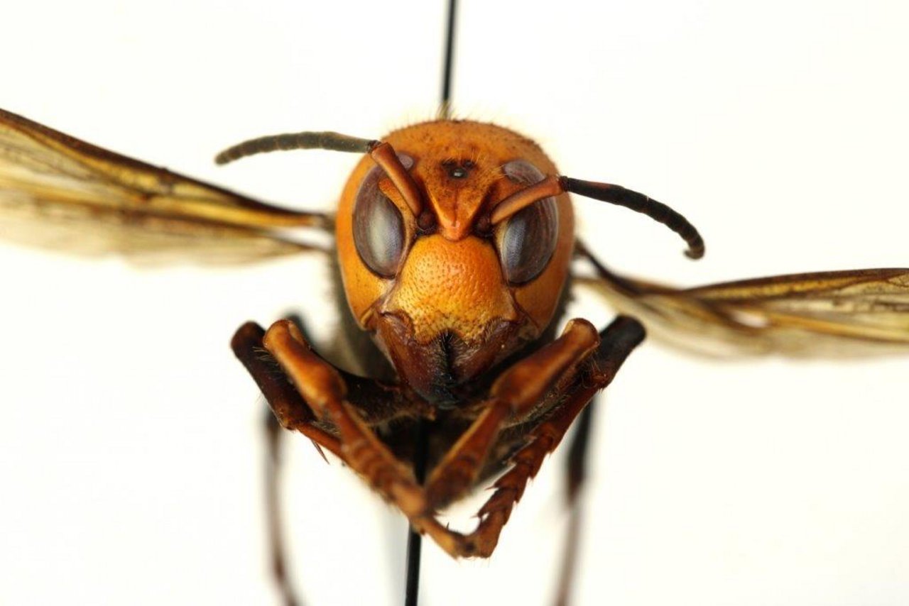 Die grösste Hornisse der Welt lebt in weiten Teilen Asiens und ist ein effektiver Honigbienen-Vernichter. (Bild Landwirtschaftsamt des Staates Washington)