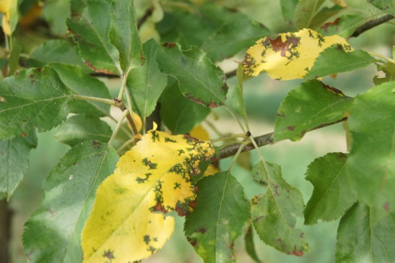 Die Marssonina-Krankheit zeigt sich an den Blättern.