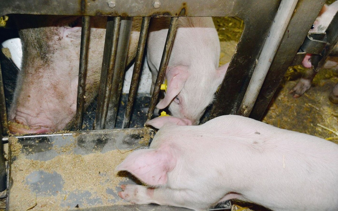 Die Sau und ihre Ferkel fressen gemeinsam. So gewöhnen sich die Kleinsten schneller an festes Futter. 