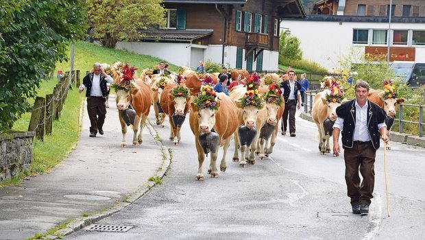 Hanspeter Ryter führt den eindrücklichen Alpabzug an. Seine schön geschmückten Simmentalerkühe folgen ihm. 