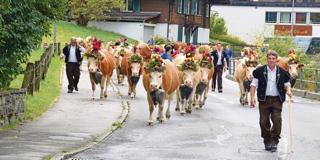 Hanspeter Ryter führt den eindrücklichen Alpabzug an. Seine schön geschmückten Simmentalerkühe folgen ihm. 