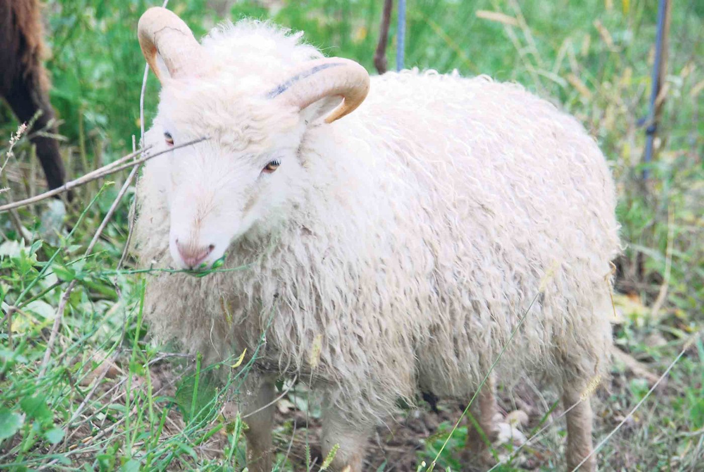 Das Böcklein ist noch jung, aber es meistert seine Arbeit und frisst das Gras zwischen den Rebstöcken ab.