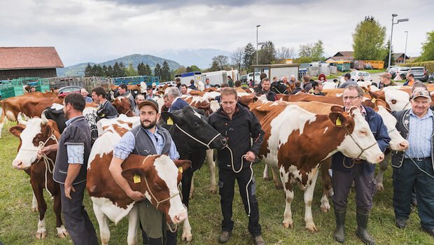 Eindrücke von der Auswahl der Kühe in Savigny VD für das «Fête des Vignerons». (Bilder Fête des Vignerons)
