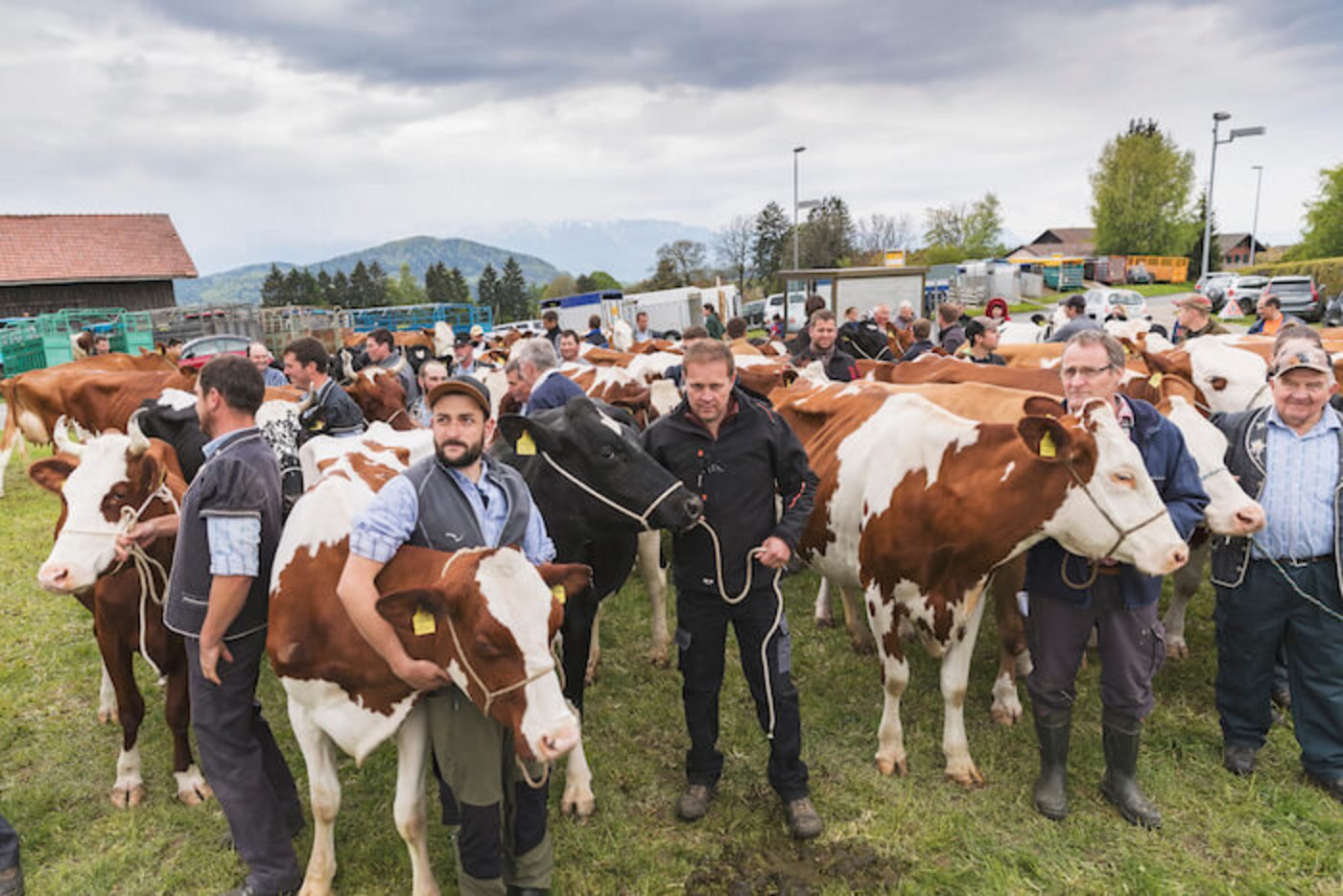 Eindrücke von der Auswahl der Kühe in Savigny VD für das «Fête des Vignerons». (Bilder Fête des Vignerons)