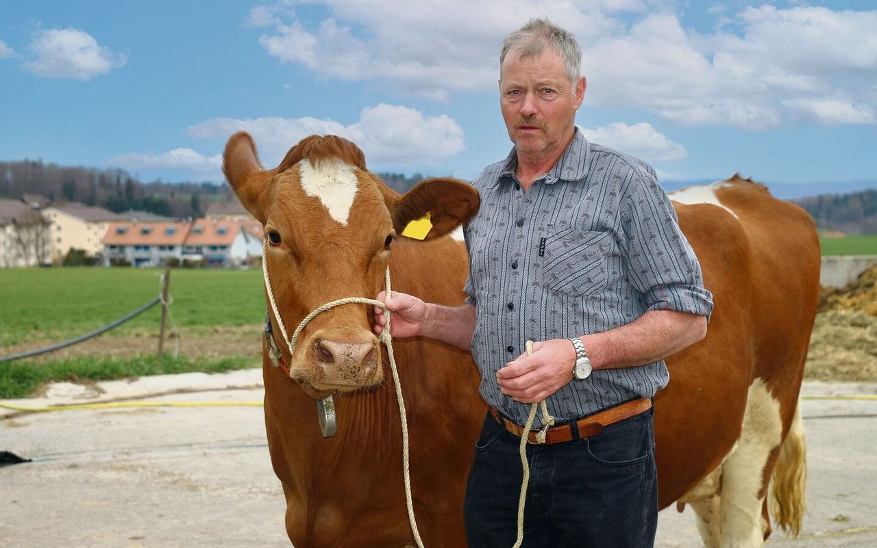 Die Viehzucht ist die grosse Leidenschaft von Hans Hänni. Zusammen mit der Betriebsleiterfamilie bereitet er die Kühe auf die kommende Frühlingsschau vor, so auch die SF-Erstlingskuh Nelly.