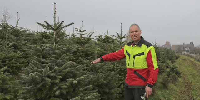Die Frische seiner Bäume sei der entscheidende Kaufgrund, sagt Hansjakob Häberli. (Bild ji/lid)
