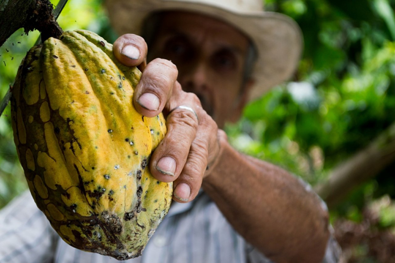 Kakao soll schon vor über 5000 Jahren hergestellt worden sein. (Bild zVg)