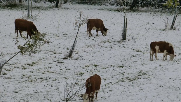 Aufgrund des Schneefalls in den Alpen werden mehr alte Kühe in die Metzg abgeschoben. (Bild Pixabay)