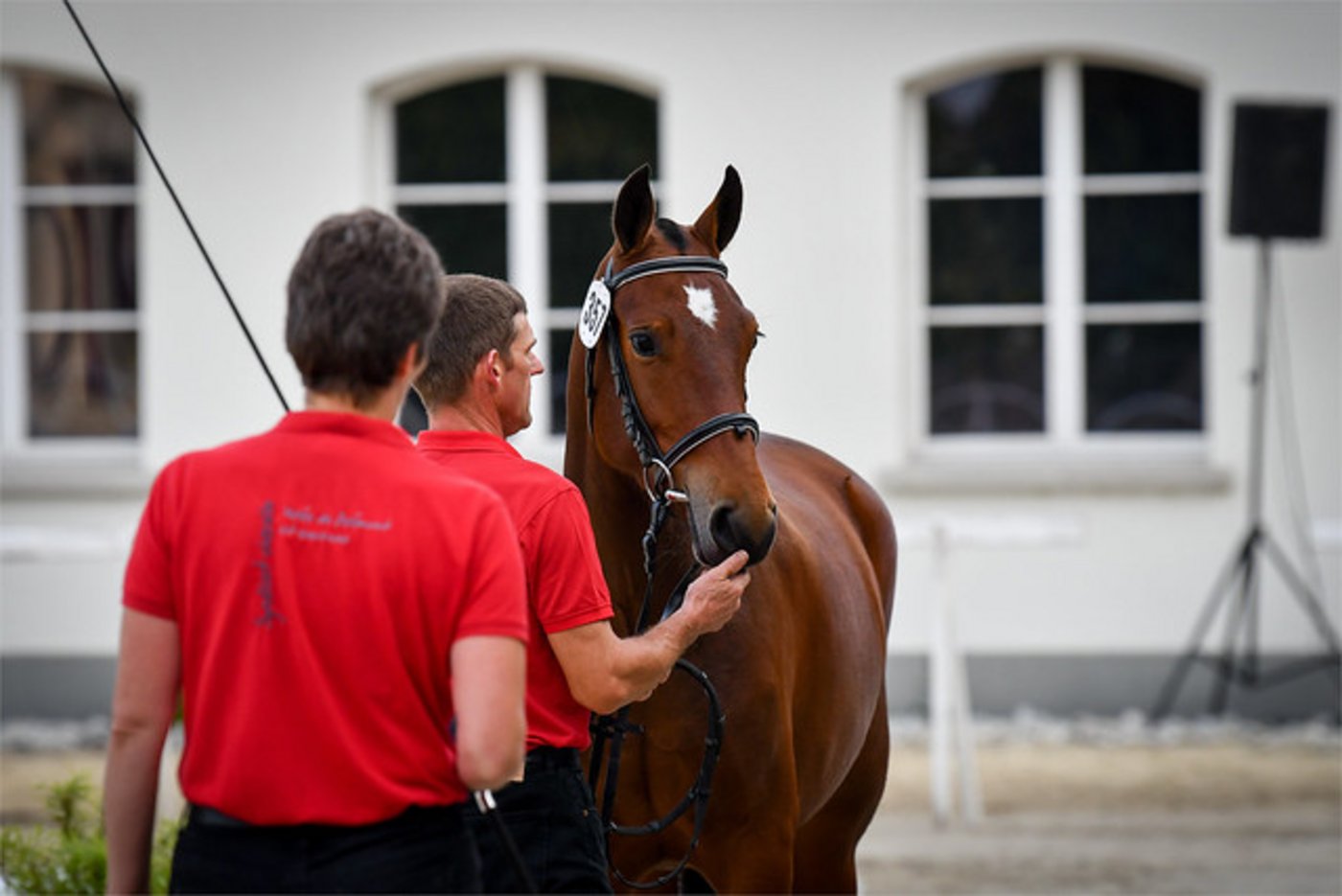 Die Freiberger und Schweizer Sportpferde zeigten sich von ihrer besten Seite.