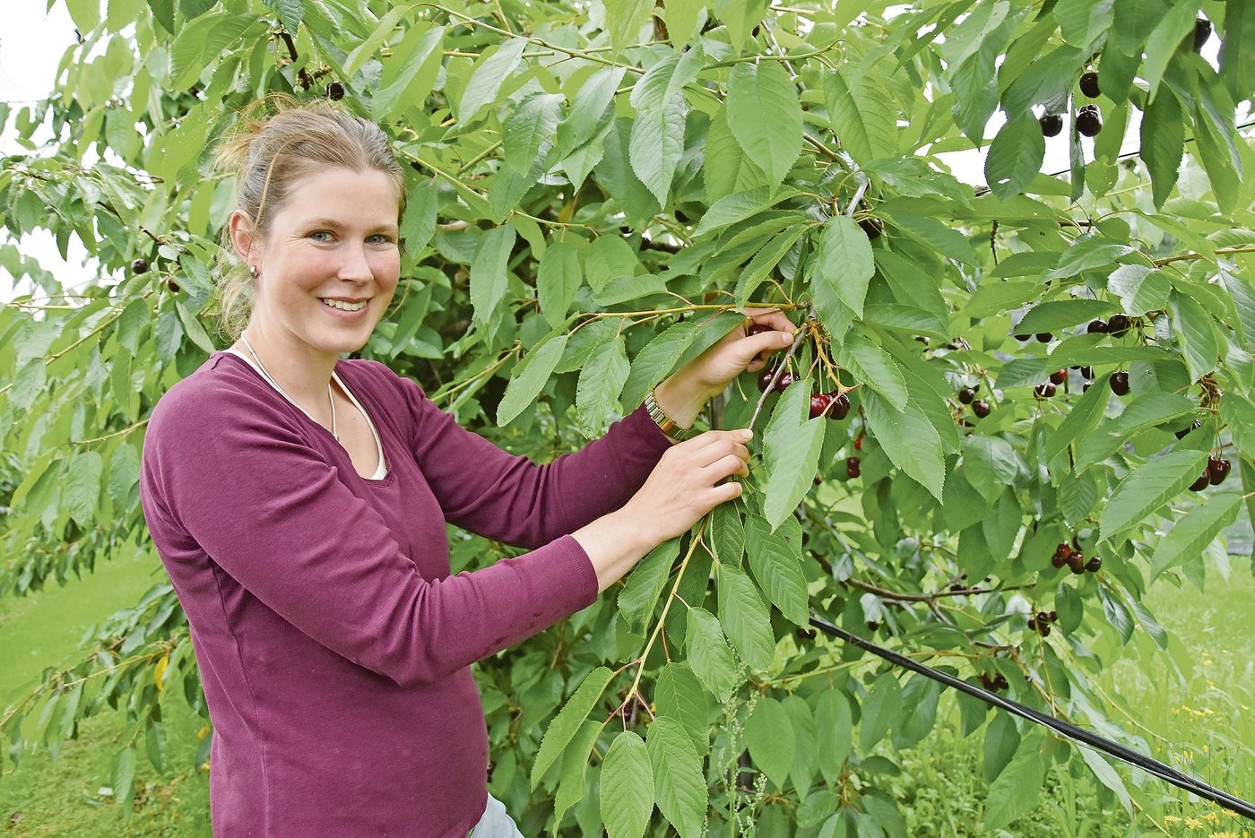 Je nach Saison ändert sich der Arbeitstag von Fränzi Krähenbühl. Die vergangenen Wochen war Erntezeit für die Kirschen.