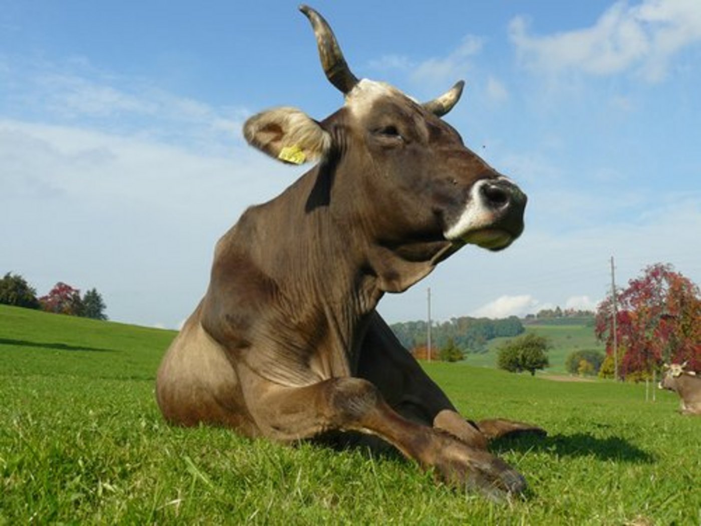 Braunvieh-Kühe sind öfter behornt als Tiere anderer Rassen. (Bild: lid)