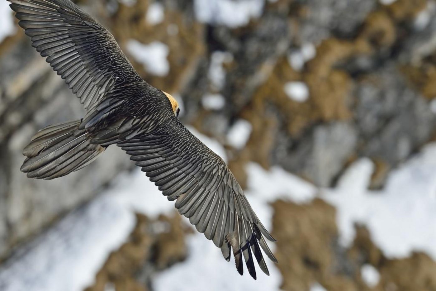 Die Bartgeier Luzerna und Fortunat wurden unter einem Felsvorsprung in Obwalden ausgesetzt. (Bild Hansruedi Weyrich)