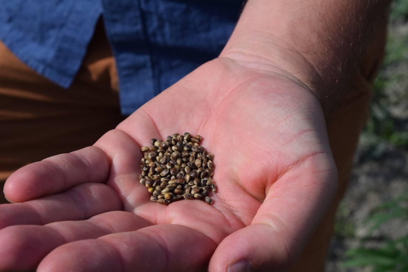 Die Hanfnüsse sind sehr gesund. Sie enthalten viel Eiweiss und die Omega 3, -6 und -9 Fettsäuren.