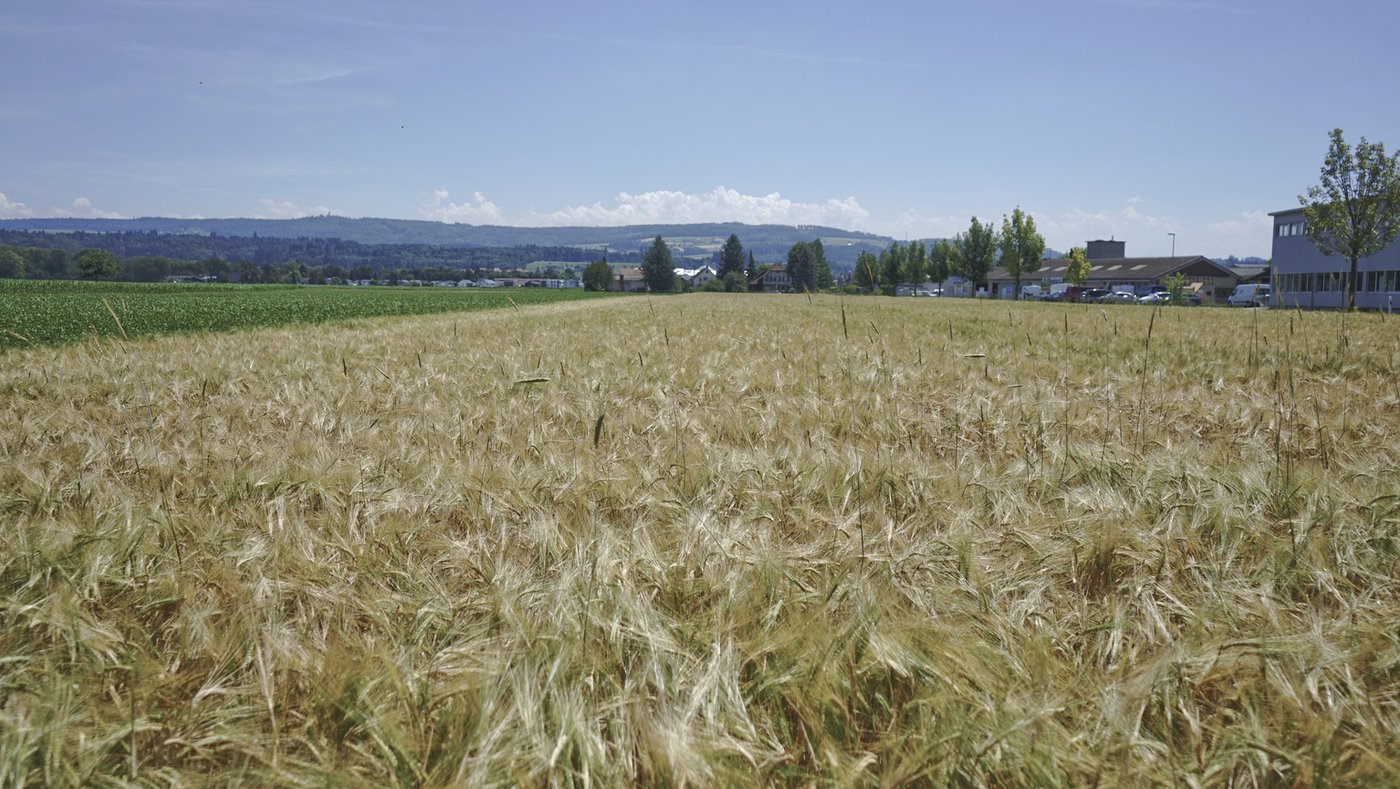 Die Braugerste baut Dina Schnell für die IG Mittellandmalz an.