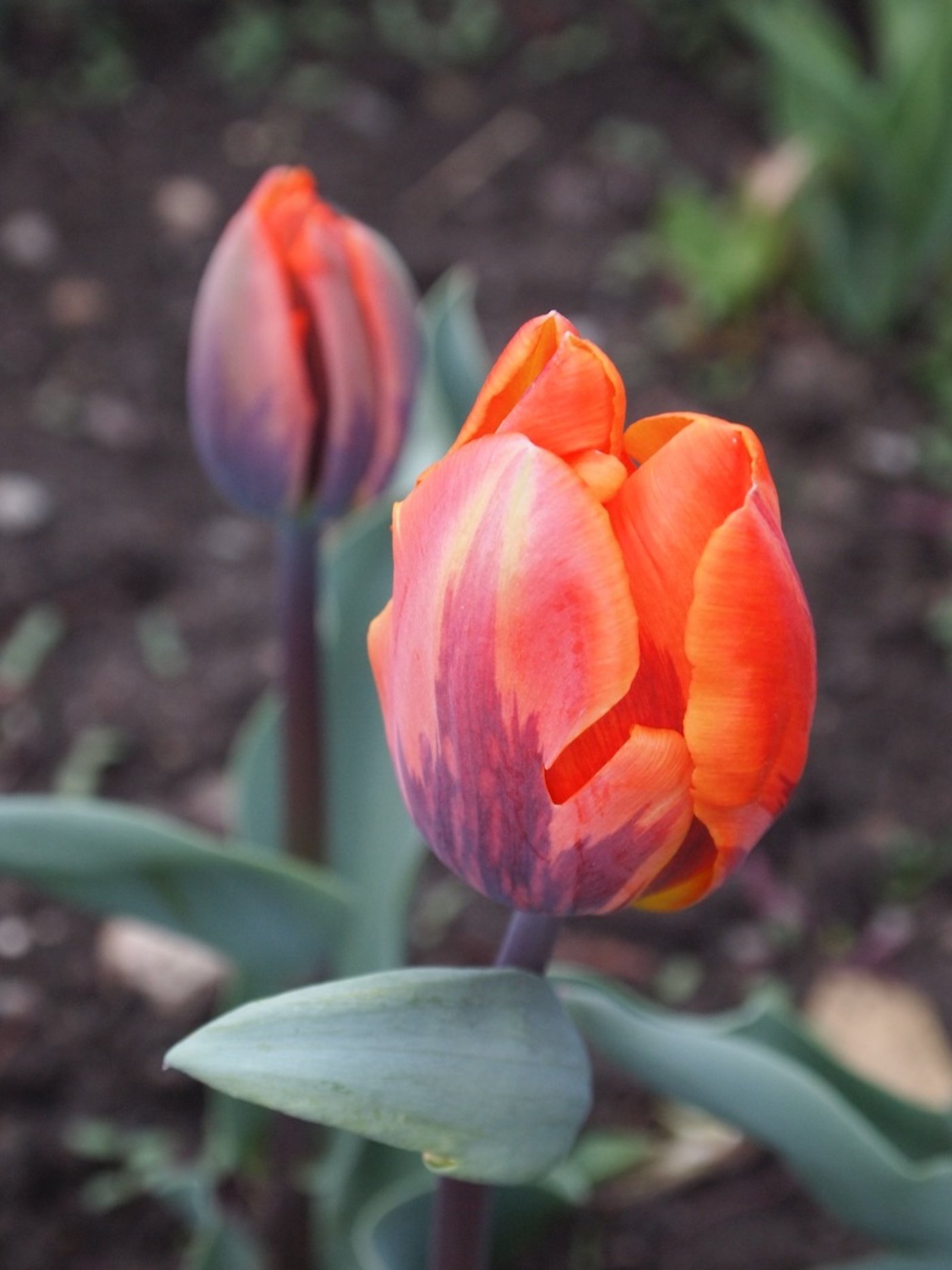 'Prinses Irene' ist eine alte, bewährte Tulpensorte in Orange-Rot.