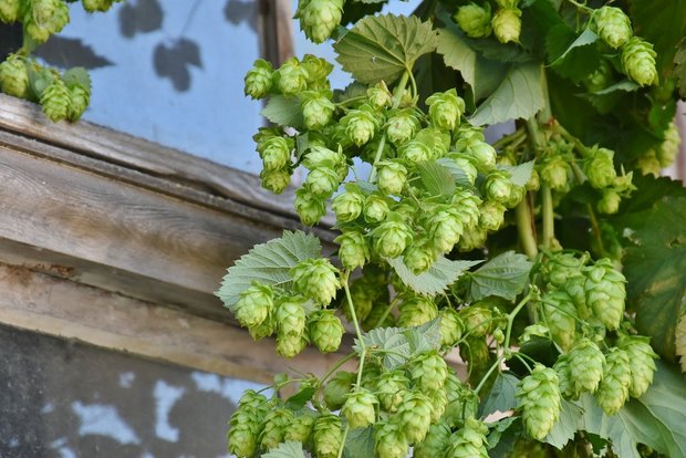 Hopfenpflanzen ranken sich bis zur Ernte bis auf eine Höhe von 7,5 Metern. (Bild Pixabay)