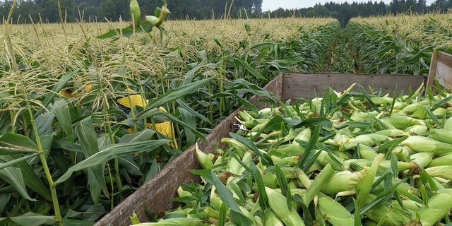 In verschiedenen Ländern wird weniger Ertrag beim Mais erwartet. (Bild lid)